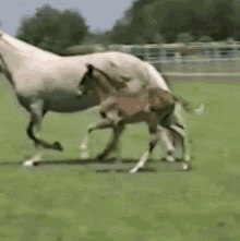 Colt Spins GIF - Colt Spins Funny Animals GIFs