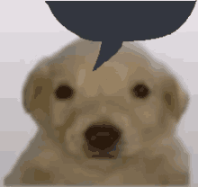 Daggoe GIF - Daggoe GIFs