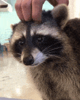 Racoon Scratch GIF