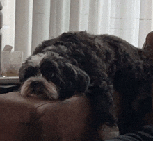 Dogo Cutie GIF - Dogo Cutie Badie GIFs