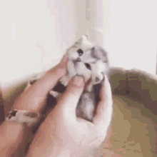 Cats Animals GIF - Cats Animals Cute GIFs