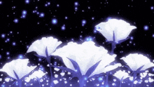 a bunch of white flowers are glowing in the dark with a black background .