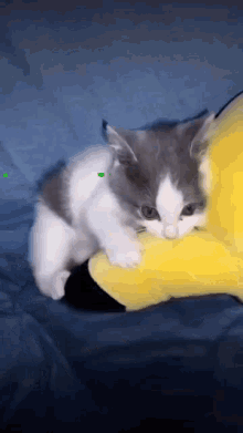 Cat Angry Bravo Gato Puto Maltratando Pikachu It Boy Da Paraiba GIF