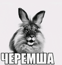 a black and white drawing of a rabbit with a lion face