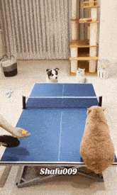 two cats and a dog are playing ping pong on a table with the name shafu009 on the bottom