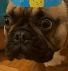 a french bulldog wearing a birthday hat is looking at the camera .
