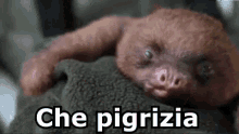 Pigro Pigrizia Bradibo Sbadigliare GIF - Lazy Laziness Sloth GIFs