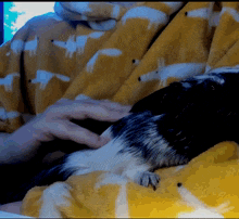 Hamster Smaugly GIF - Hamster Smaugly Pig GIFs