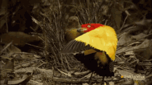 Bowerbird Mating GIF