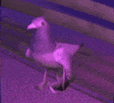 a seagull is standing on a purple surface with the words `` time to dev '' written on it .