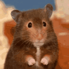 Hi Mouse GIF - Hi Mouse Rat GIFs