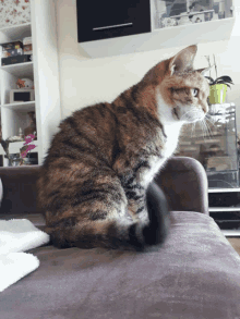 Cat Tail Wagging GIF - Cat Tail Wagging Cute GIFs