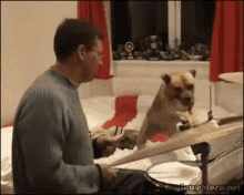 Drums GIF - Drumgs Dog Cute Dog GIFs