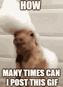 How Many Times Can I Post This Gif Non Slip Pan GIF - How Many Times Can I Post This Gif Non Slip Pan Elvis Pig GIFs
