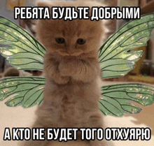 a kitten with green wings has a caption in russian that says " a kto he budet toho otuyaro "