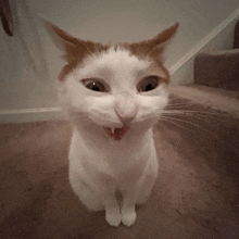 Cats Silly Cat GIF - Cats Cat Silly Cat GIFs