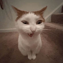 Cats Silly Cat GIF