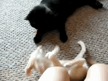 Fennec Fox And Cat Playing GIF - Fennec Fox Cat GIFs