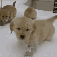 Snowy Pup GIF - Snow Snowing Winter GIFs