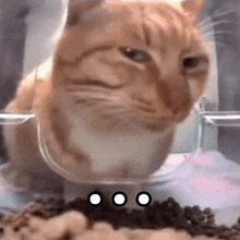 a close up of a cat eating from a bowl