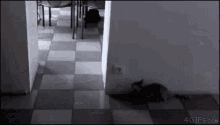 Cats Chase GIF - Cats Chase Hide GIFs