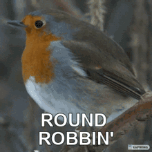 Round Robbin Bird GIF - Round Robbin Bird Meme GIFs