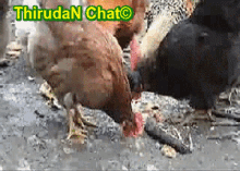 a group of chickens are standing in the dirt with the words thiruda n chat written on the bottom