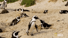 Im Leaving World Penguin Day GIF - Im Leaving World Penguin Day South Africa GIFs