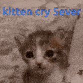 Modaverse Sad Cat GIF - Modaverse Sad Cat Simon GIFs