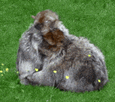 a furry animal laying in the grass with yellow flowers in the background