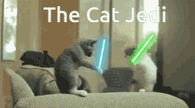 jedi the cat jedi lightsaber kittens kitty