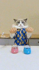 Puff Meow Chef GIF - Puff Meow Chef That Little Puff GIFs