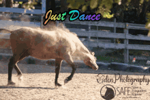 a horse in a fenced in area with the words just dance above it