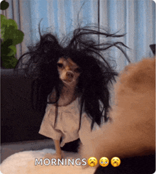 a picture of a dog with a wig and the words mornings