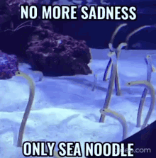 Tank Sea Noodle GIF - Tank Sea Noodle Meme GIFs