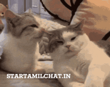 two cats are looking at each other with the words starttamilchat.in behind them