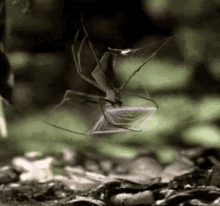 Spider Scary GIF - Spider Scary Gotcha GIFs