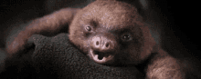 Sloth Baby Yawn GIF - Sleepface GIFs