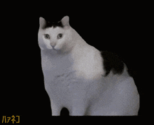 a black and white cat is on a black background with chinese characters