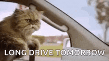 Cat Driving GIF - Cat Driving Cars GIFs