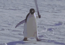 bulgaria penguin bulgaria penguin