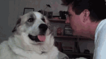 Reactions Dog GIF - Reactions Dog Pet GIFs