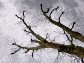 a tree with a cloudy sky in the background