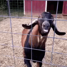 "Wtf Is Wrong With This Goat?" GIF - Goat Problems GIFs