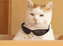 Savage Cat GIF - Savage Cat Deal With It GIFs