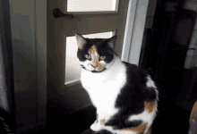 Madamelechat Cat GIF - Madamelechat Cat Chat GIFs