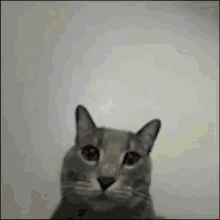 Squishtwt Cat Middle Finger GIF - Squishtwt Cat Middle Finger GIFs
