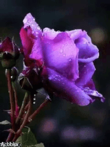 Purple Rose GIF