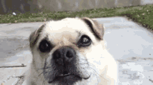 笑う犬 GIF - Laughing Dog Pug GIFs