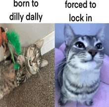 Cat Locked In GIF - Cat Locked In Dill Dally GIFs